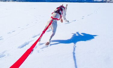 Повідець червоний