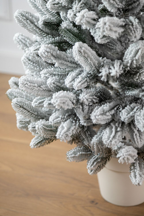 Ялинка лита 'Лапландська' в горщику ЗАСНІЖЕНА 0,70м