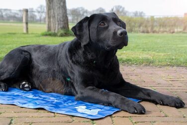 Охолоджуючий килимок преміум-класу COOLPETS-підходить для собак-нековзний-охолоджуючий килимок для вашого вихованця-30x40 см-з