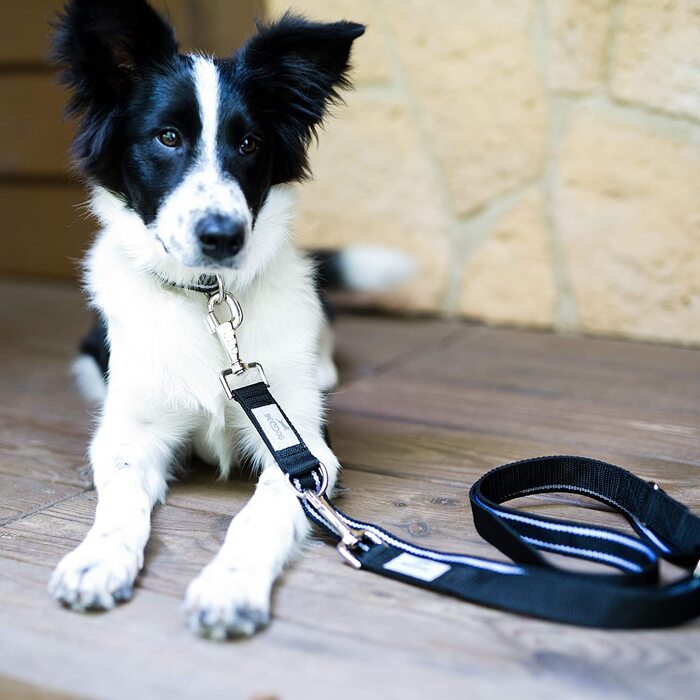 Повідець для собак Beddog Spike, регульований на 3 довжини, подвійний повідець, повідець для вигулу, повідець для вигулу, поводок для собак середнього і великого розміру, загальна довжина 2 м - (2 м/25 мм, чорний / неоновий)