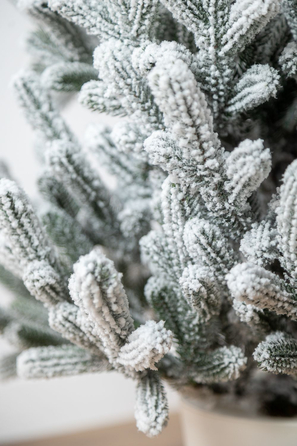 Ялинка лита 'Віденська' в горщику ЗАСНІЖЕНА 1,10м