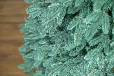 Ялинка лита 'Лапландська' ПАРАСОЛЬКА БЛАКИТНА 3,00м