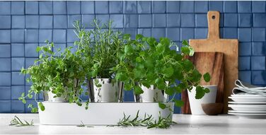 Набір горщиків для трав WMF Gourmet з системою поливу, 3 шт., для кухні, 36x12,5x12,5 см, білий, для свіжих трав