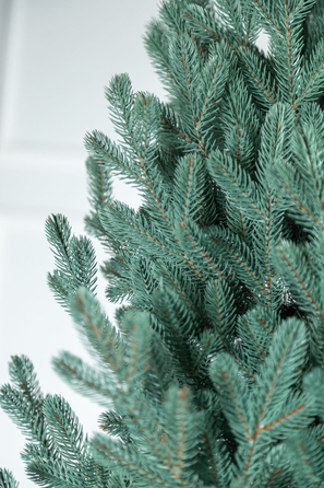 Ялинка лита 'Віденська' Блакитна 3,00м