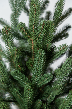 Ялинка лита 'Віденська' в горщику зелена 0,90м