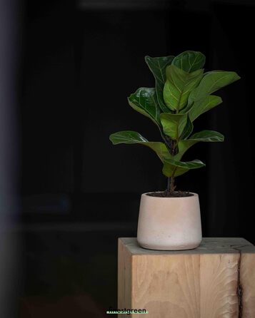 Вазон Patt Pflanzgefäß Grau L: бетонний вазон для дому та саду, морозостійкий, UV-стійкий, Ø20x16x16.5 см