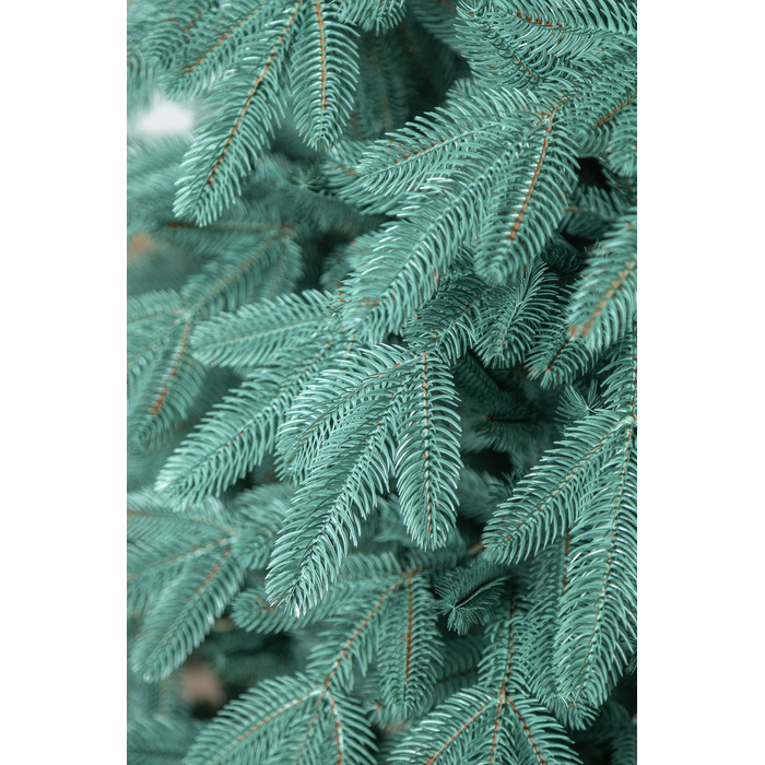 Ялинка лита 'Лапландська' ПАРАСОЛЬКА БЛАКИТНА 3,00м