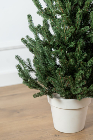 Ялинка лита 'Віденська' в горщику зелена 0,90м