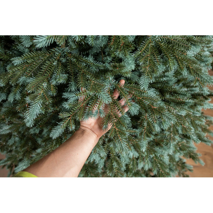 Ялинка лита 'Аляска' ПАРАСОЛЬКА ЗЕЛЕНА 2,30м