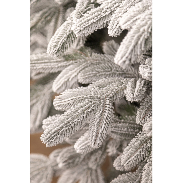 Ялинка лита 'Лапландська' ЗАСНІЖЕНА ПАРАСОЛЬКА 1,50м