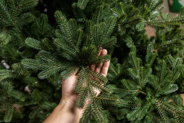 Ялинка лита 'Міланська' ПАРАСОЛЬКА ЗЕЛЕНА 2,30м