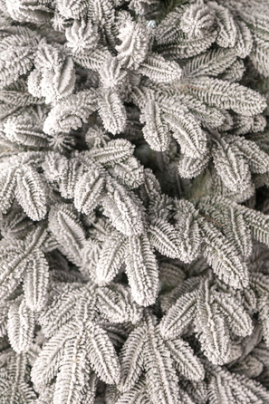 Ялинка лита 'Лапландська' ЗАСНІЖЕНА 2,50м