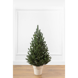 Ялинка лита 'Віденська' в горщику зелена 0,90м