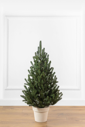 Ялинка лита 'Віденська' в горщику зелена 0,90м