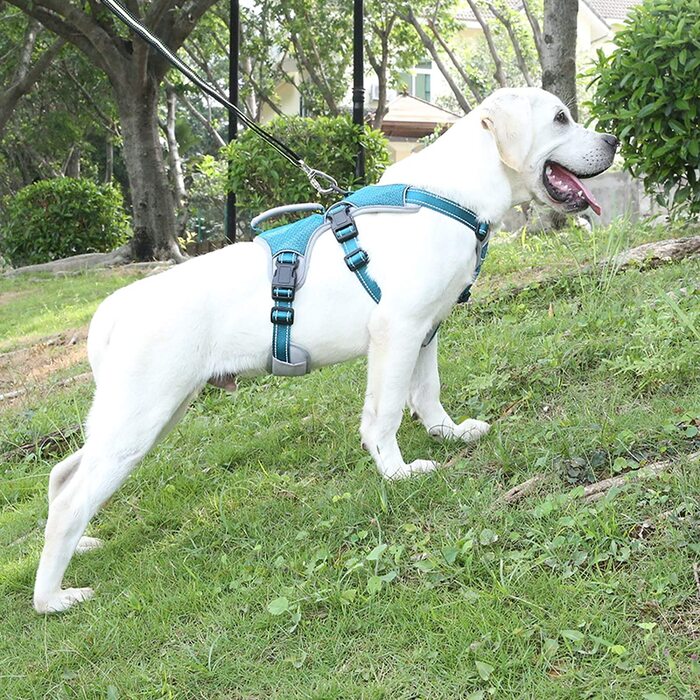 Багатоцільова шлейка для собак BELPRO, стійка до злому, не висмикується, світловідбиваюча, регульований жилет з міцною ручкою, шлейка для великих / активних собак (синя, М) М (1 комплект) синього кольору