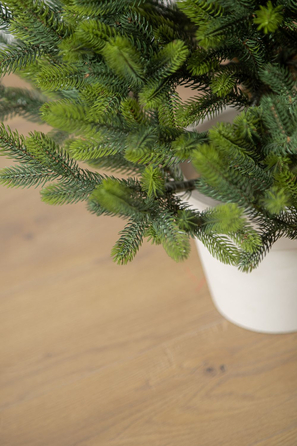 Ялинка лита 'Віденська' в горщику ВЕСНЯНА 1,10м