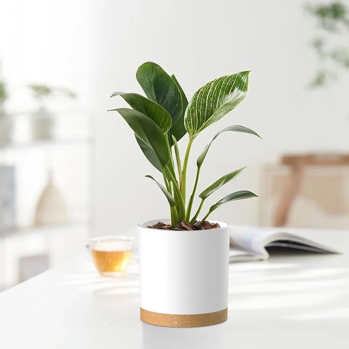 Набір горщиків для квітів з підставкою (5 шт.), 17.8/15.2/14/12.7/10.2 см, пластик, для дому та балкона, зелений з коричневим підставкою