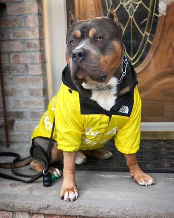 Дощовик для собак Vivi Bear водонепроникна куртка для собак з капюшоном і регульованим поясом Дощовик надлегкий дихаючий светр для собак з капюшоном для середніх і великих собак, Жовтий XL XL жовтий