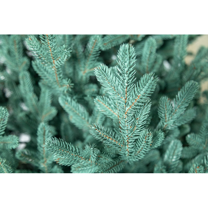 Ялинка лита 'Віденська' Блакитна 3,00м