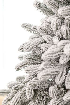 Ялинка лита 'Лапландська' ЗАСНІЖЕНА ПАРАСОЛЬКА 1,50м