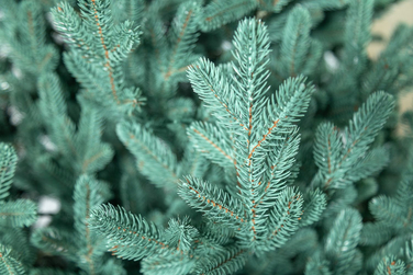 Ялинка лита 'Віденська' Блакитна 3,00м