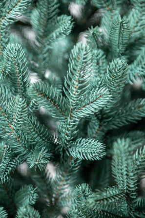 Ялинка лита 'Віденська' в горщику блакитна 1,10 м