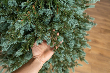 Ялинка лита 'Аляска' ПАРАСОЛЬКА ЗЕЛЕНА 1,50м