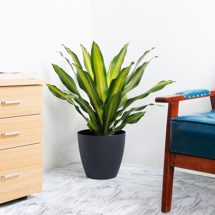 Набір горщиків для квітів T4U (4 шт.) з автополивом, індикатором води, 15 см, 22*21 см, чорний