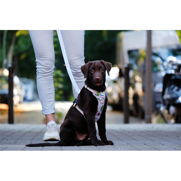 Шлейка для собак FURFRIENDS - дихаюча, щільно прилягає, світловідбиваюча. Регулюється для собак малих та середніх розмірів XXS.