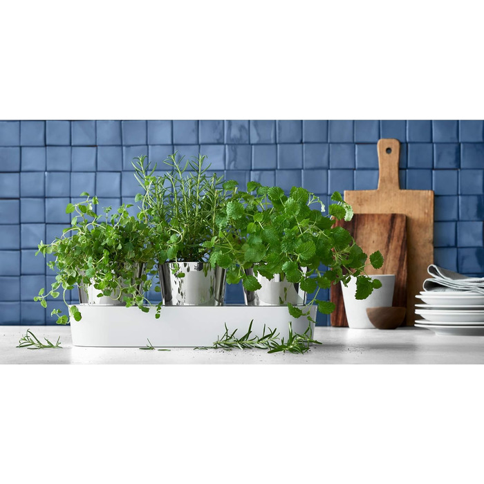 Набір горщиків для трав WMF Gourmet з системою поливу, 3 шт., для кухні, 36x12,5x12,5 см, білий, для свіжих трав
