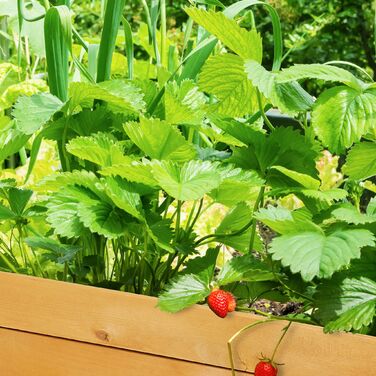 Грядка Relaxdays з дерева