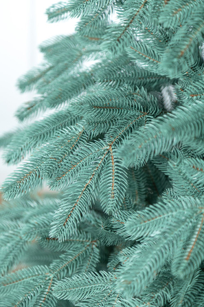 Ялинка лита 'Лапландська' ПАРАСОЛЬКА БЛАКИТНА 2,30м