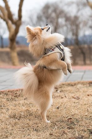 Собача упряж Puppia Junior для собак без повідка-Дубова і дуже м'яка-підходить навіть для вепрів-упряж для собак без повідка, PAMA-AC978 (XL, бежевий)