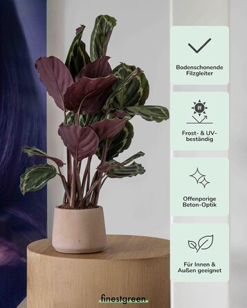 Вазон Patt Pflanzgefäß Grau L: бетонний вазон для дому та саду, морозостійкий, UV-стійкий, Ø20x16x16.5 см