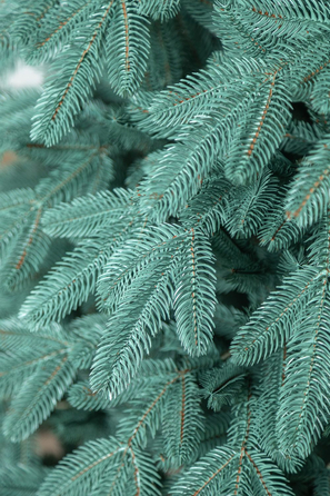 Ялинка лита 'Лапландська' ПАРАСОЛЬКА БЛАКИТНА 3,00м