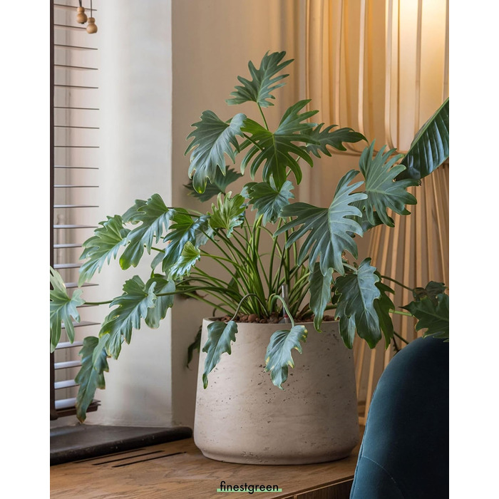 Вазон Patt Pflanzgefäß Grau L: бетонний вазон для дому та саду, сірий, морозостійкий, UV-стійкий, Ø34 см, 28.6x28.5 см