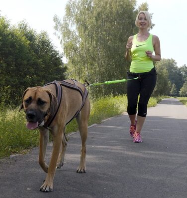 Багатофункціональний біговій ремінь Dingo повідець для собак з двома карабінами Повідець з амортизатором Canicross для бігу з собакою Догтреккінг, лижний спорт Z30005 (зелений, поводок з ручкою, карабін)