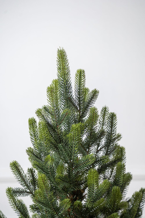 Ялинка лита 'Віденська' в горщику ВЕСНЯНА 0,70м