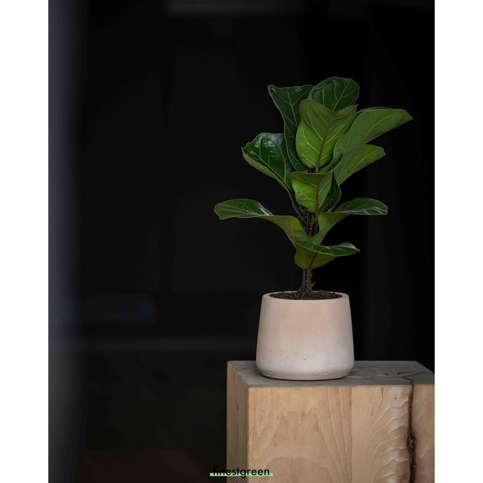 Вазон Patt Pflanzgefäß Grau L: бетонний вазон для дому та саду, морозостійкий, UV-стійкий, Ø20x16x16.5 см