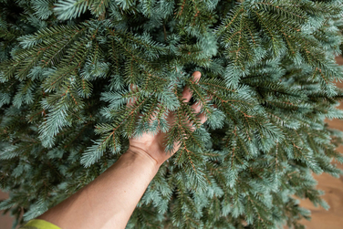 Ялинка лита 'Аляска' ПАРАСОЛЬКА ЗЕЛЕНА 2,30м