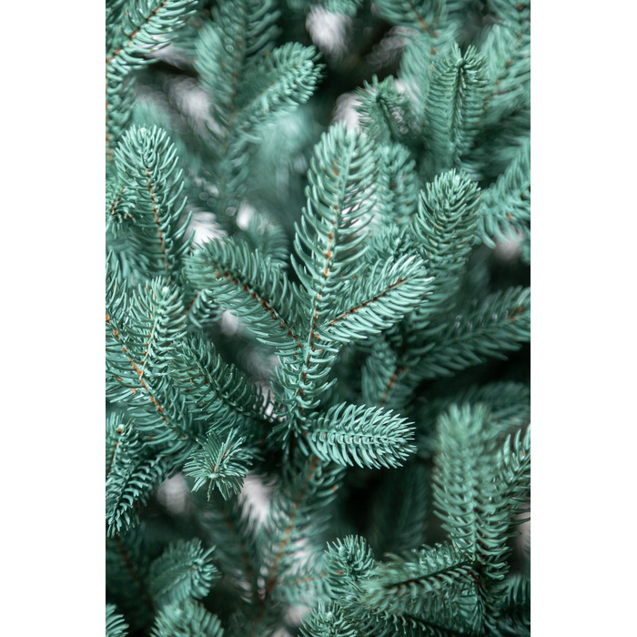 Ялинка лита 'Віденська' в горщику блакитна 1,10 м