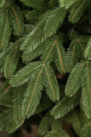 Ялинка лита 'Лапландська' ПАРАСОЛЬКА ЗЕЛЕНА 3,00м