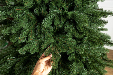 Ялинка лита 'Версальська' Зелена 2,50м