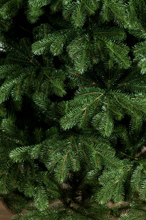Ялинка лита 'Версальська' ПАРАСОЛЬКА ЗЕЛЕНА 2,50м