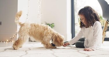 BISSELL SpotClean ProHeat: професійний мийник для килимів та м'яких меблів з HeatWave технологією, 330W, 36988